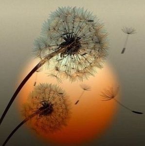 Meet your Posher, Alysia